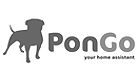 Pongo_Grey